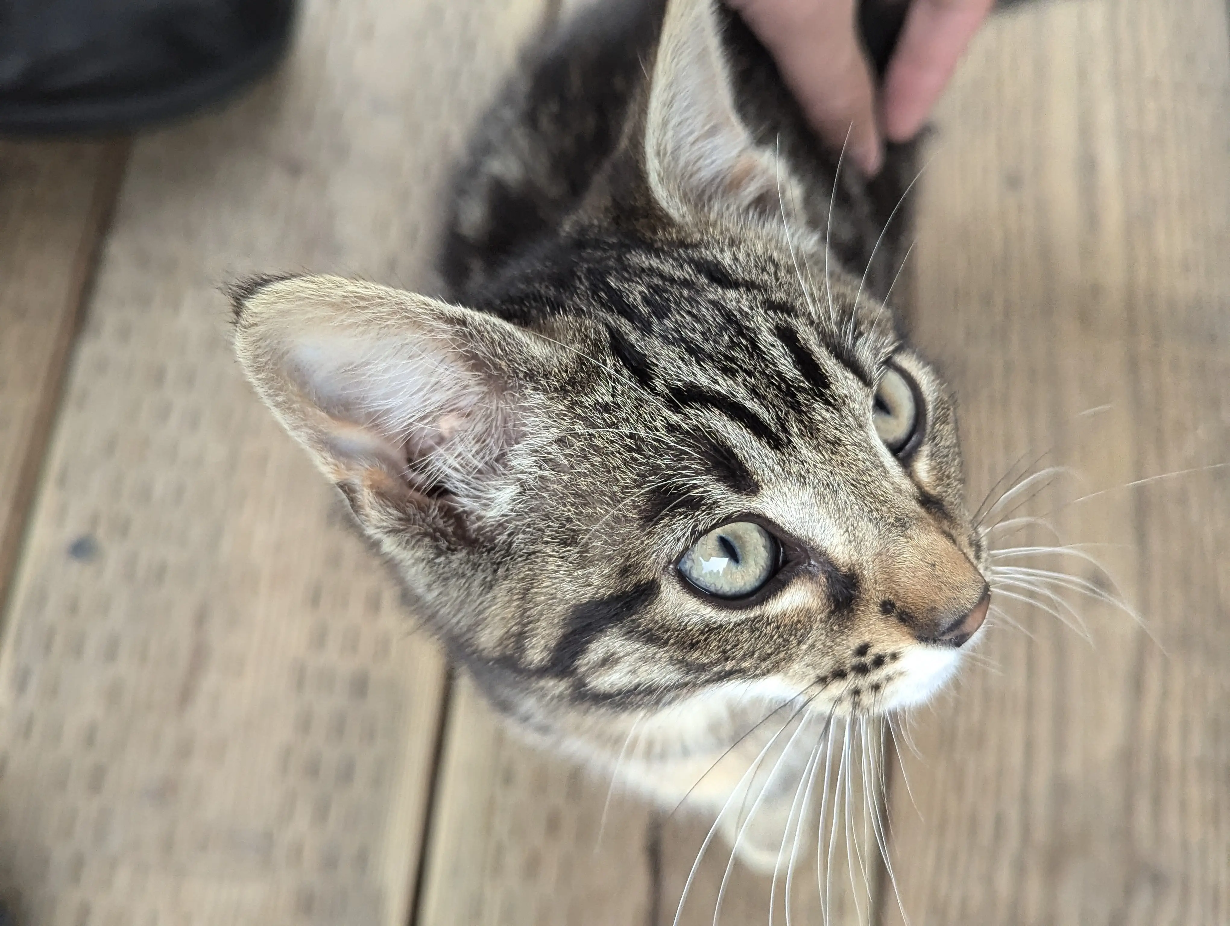Picture of Orlando's Cat